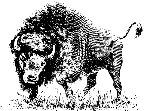 Bison buffallo