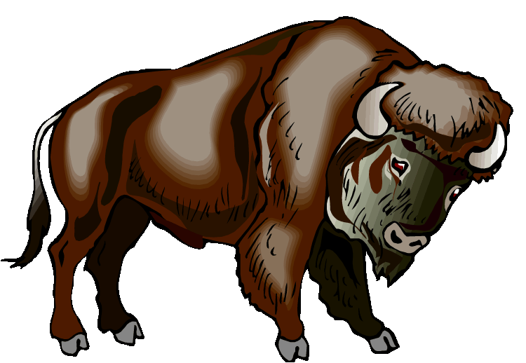 buffalo clipart bison