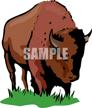 bison clipart buffalo