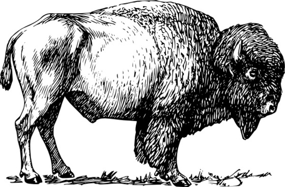 bison clipart buffalo animal