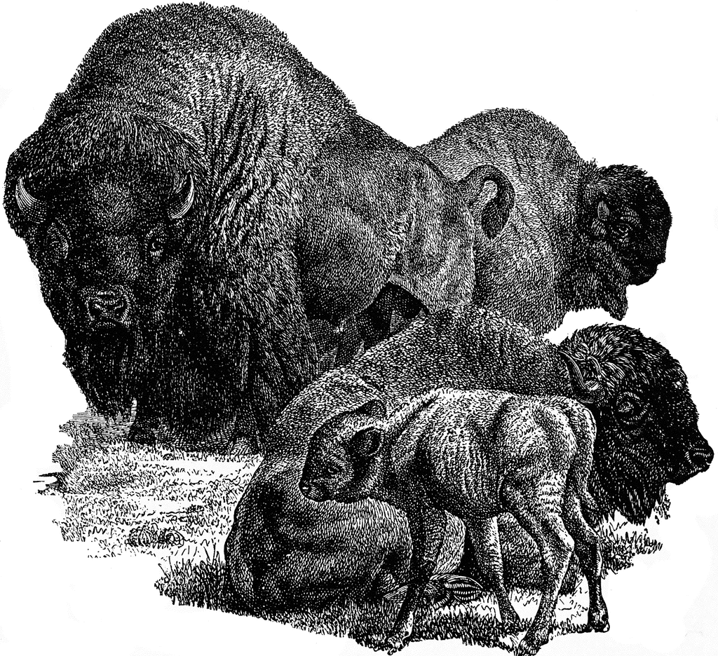 North american etc. Bison clipart buffalo herd