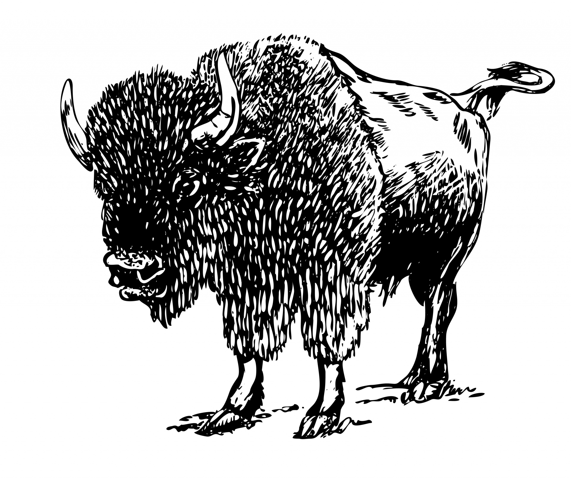 bison clipart clip art