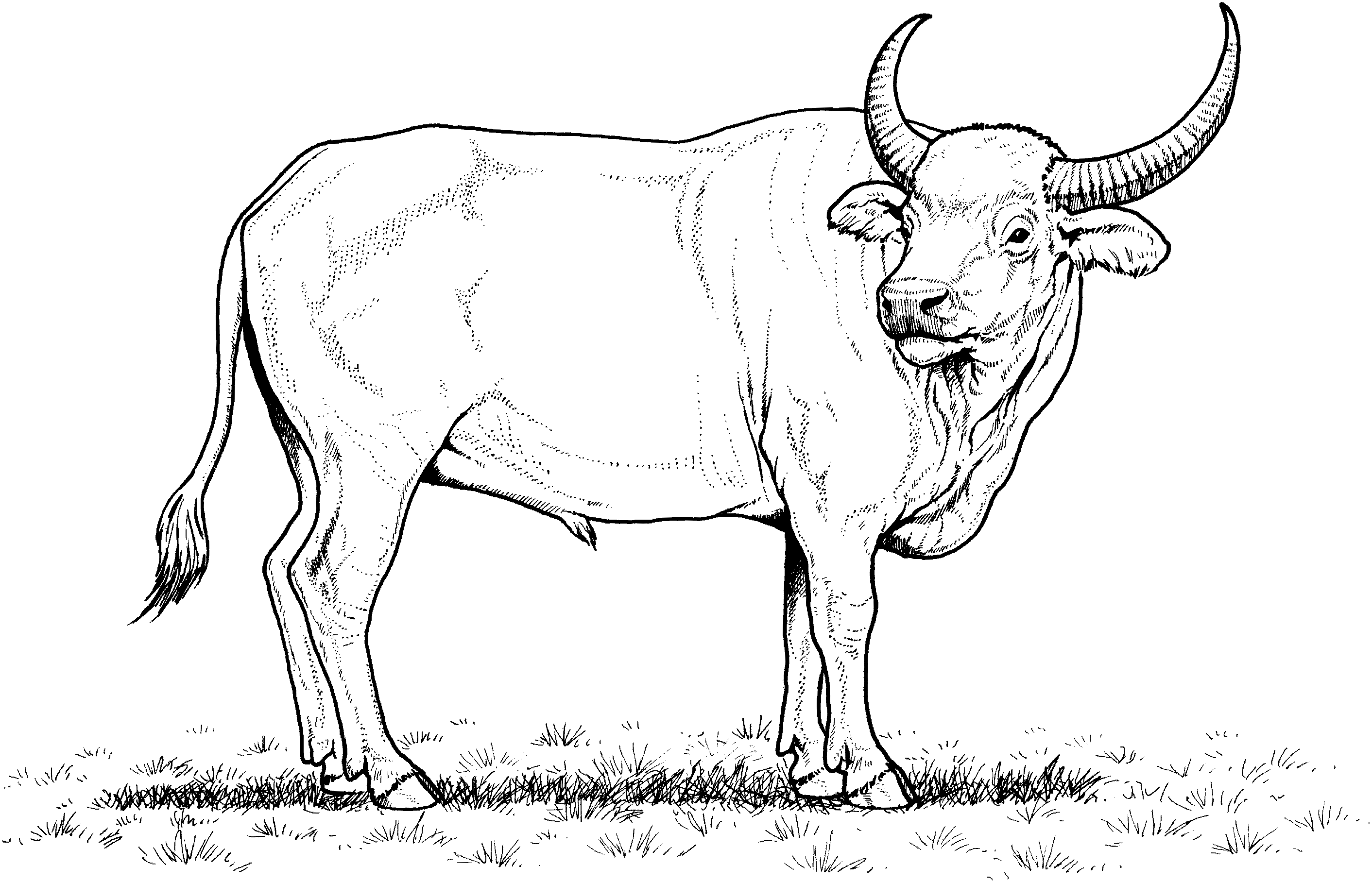 bison clipart coloring page