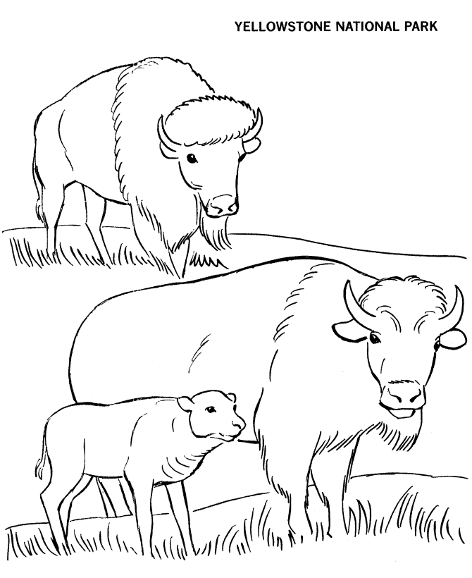 bison clipart coloring page