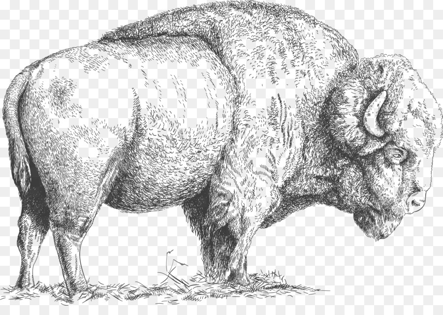 bison clipart drawing