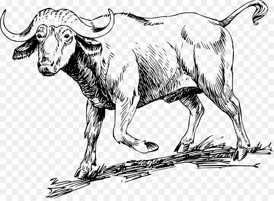 Water american bison drawing. Buffalo clipart african buffalo