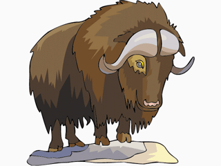 Translucent pencil and in. Bison clipart muskox