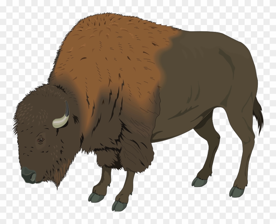 Buffalo clipart simple. Bison clip art png