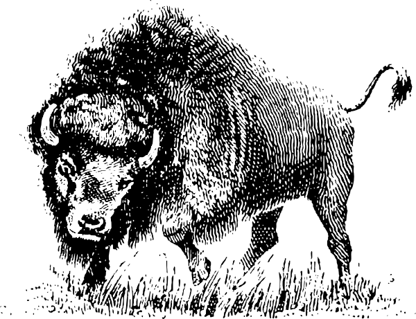 Bison clipart sketches. Buffalo clip art at