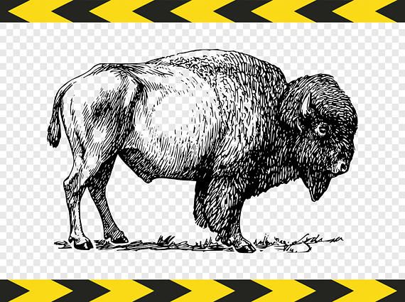 bison clipart svg