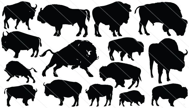 bison clipart vector