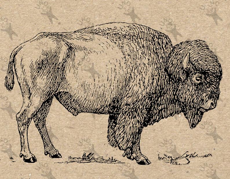 bison clipart vintage