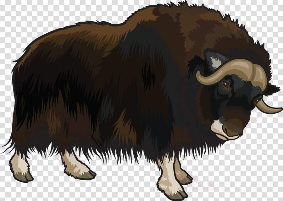 Muskox bovine ox . Bison clipart yak