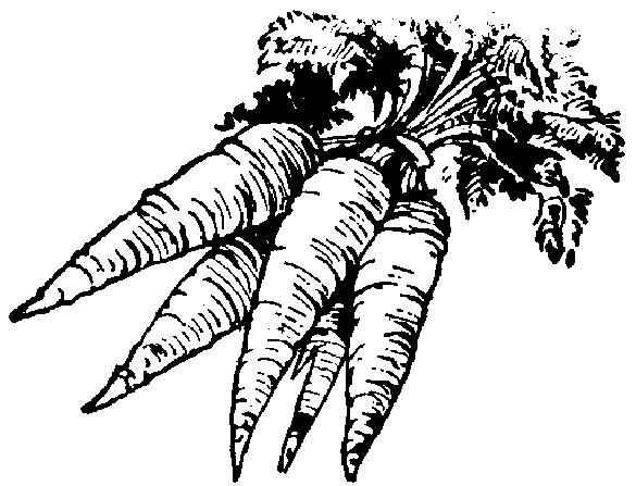 black clipart carrot