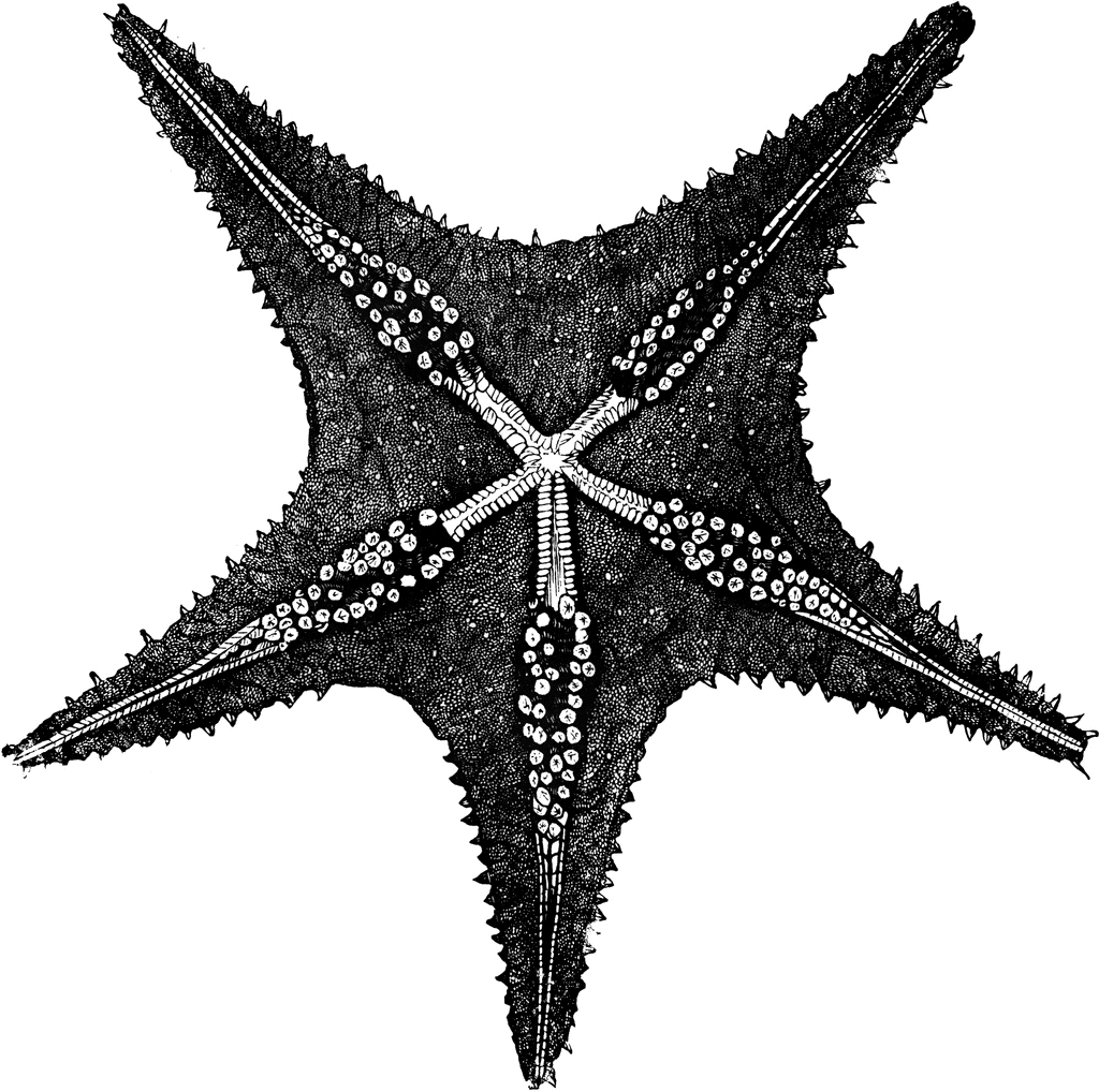 starfish clipart vintage