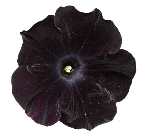 Submission transparent petunia. Black flower png
