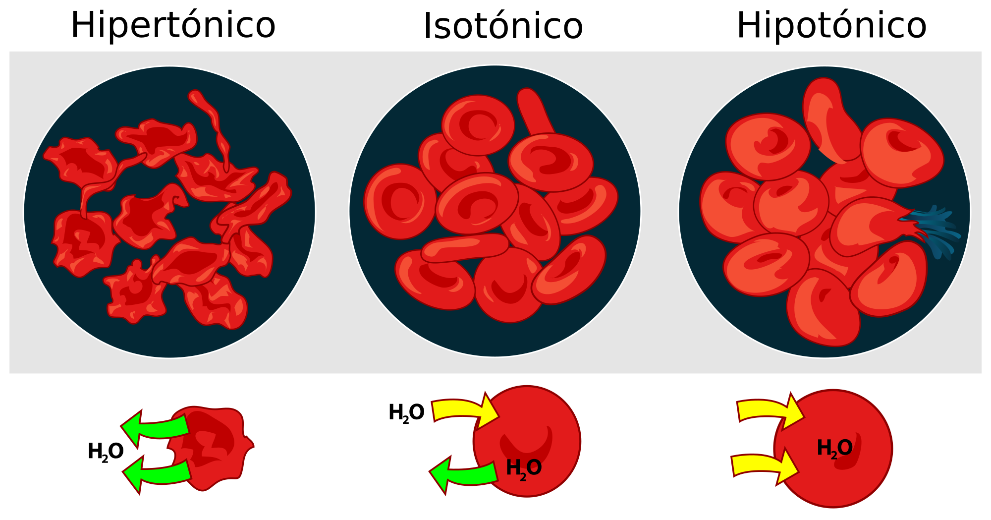 Blood cells png. File osmotic pressure on