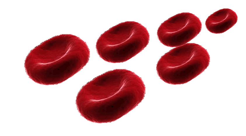 Blood cells png. Supplying oxygen and expelling
