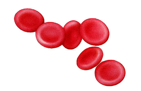 . Cell clipart red blood cell