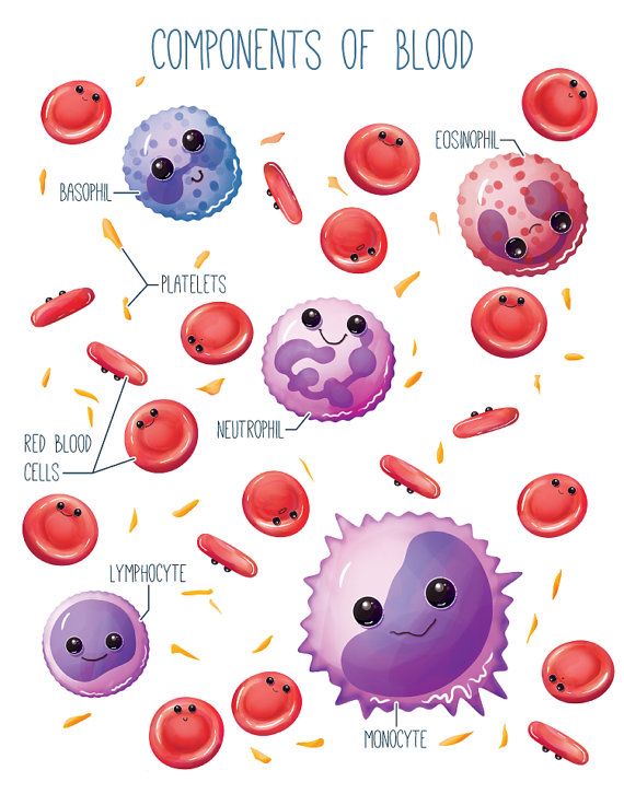 Cells clipart cute. Blood components wall art