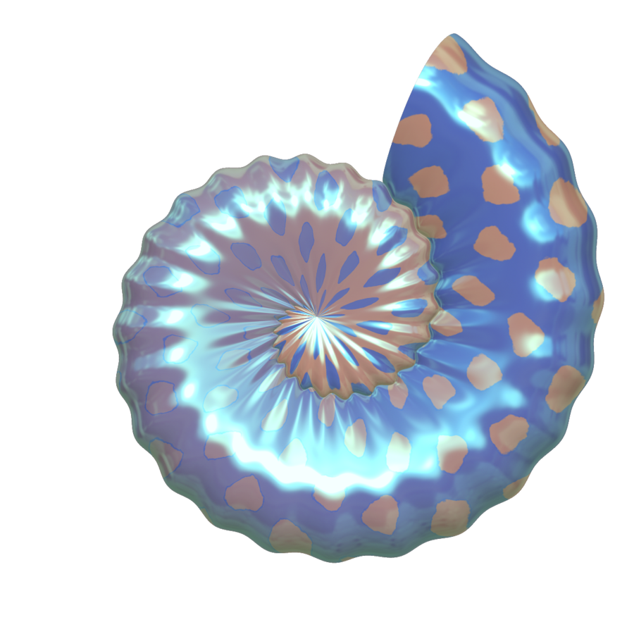 Circle seashell