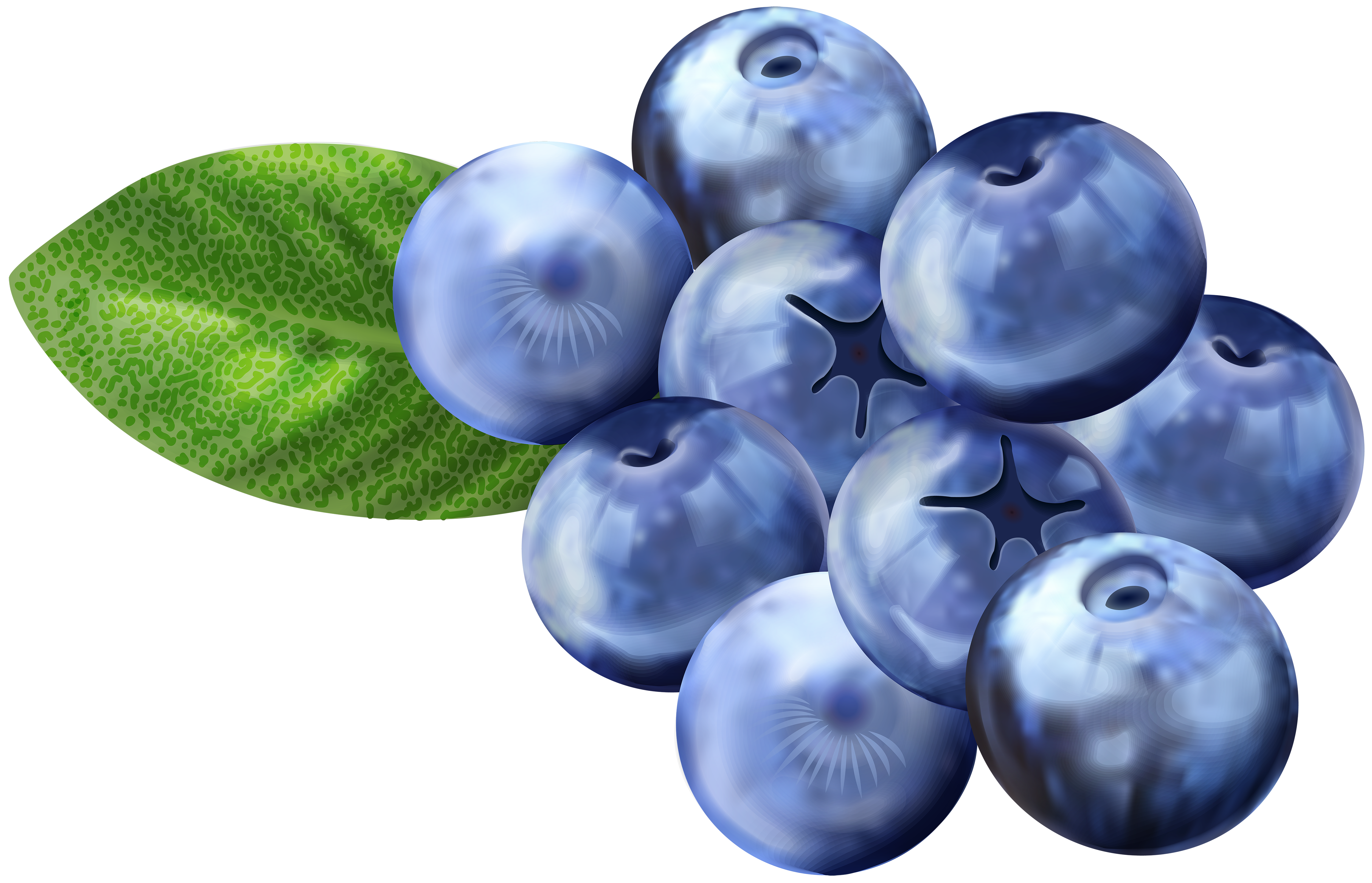 Blueberries png clip art. Blueberry clipart transparent background