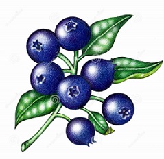 blueberry clipart blueberry bush