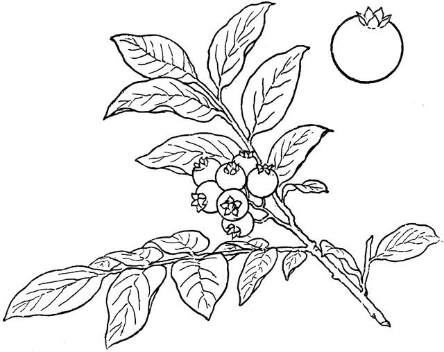 Blueberry clipart sketch. Bush etc