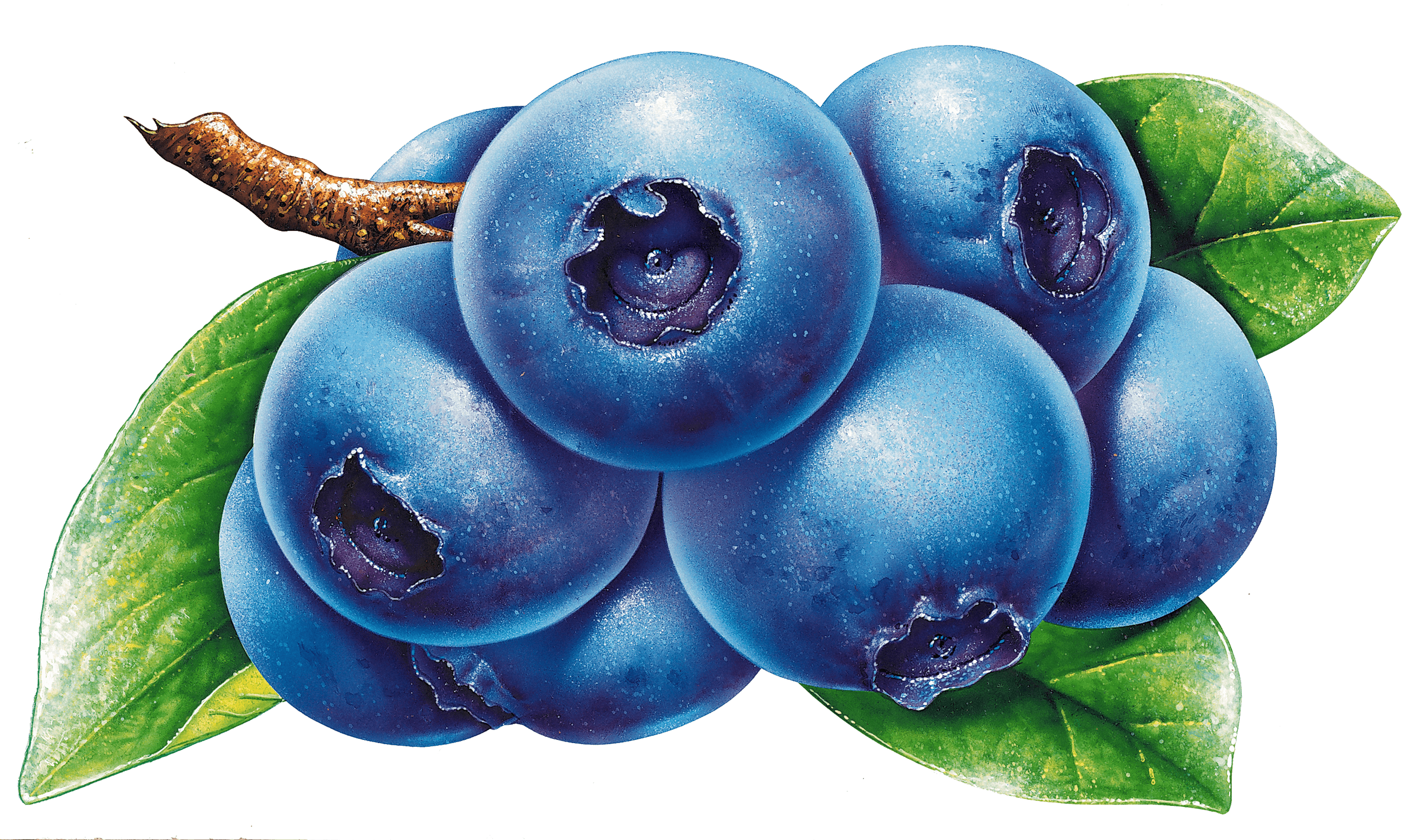 clipart face blueberry