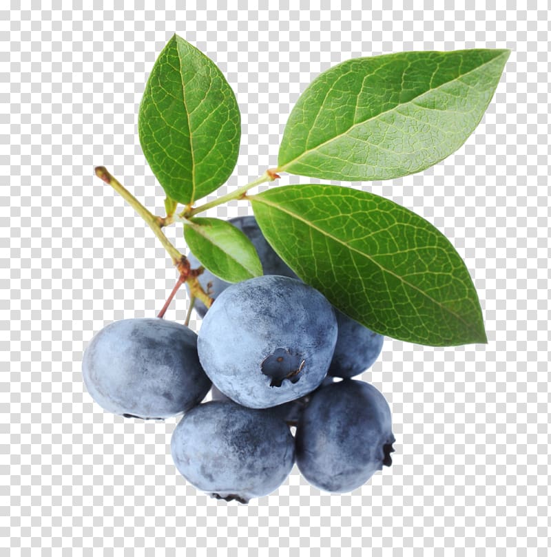 Bilberry fruit transparent background. Blueberries clipart blueberry plant