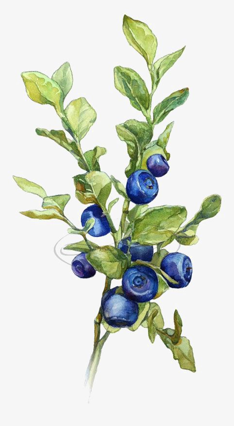 Blueberries clipart branch. Watercolor leaves creative blade