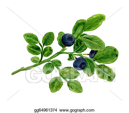 blueberries clipart branch