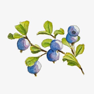 blueberries clipart branch