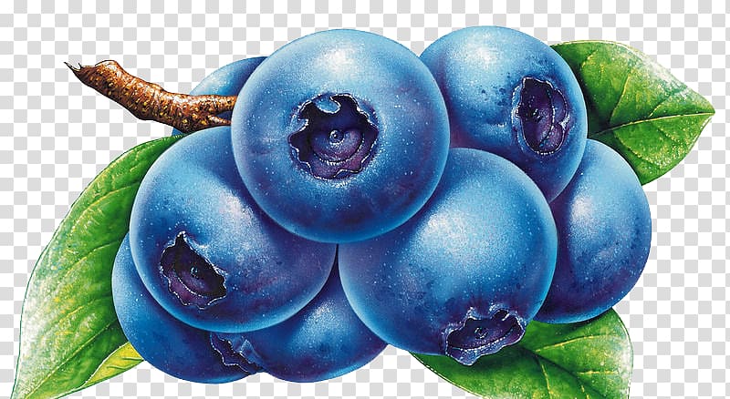 blueberries clipart drawn