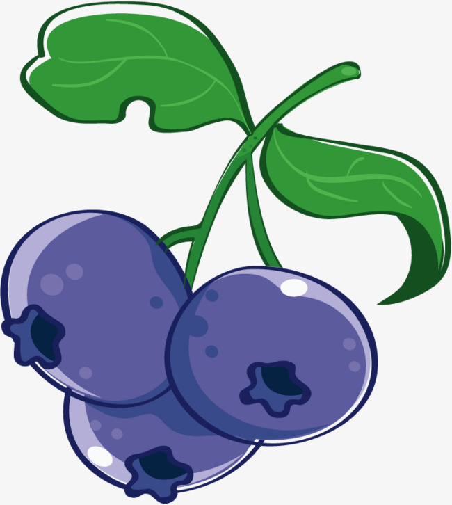 Vector fruit blueberries berries. Blueberry clipart purple berry