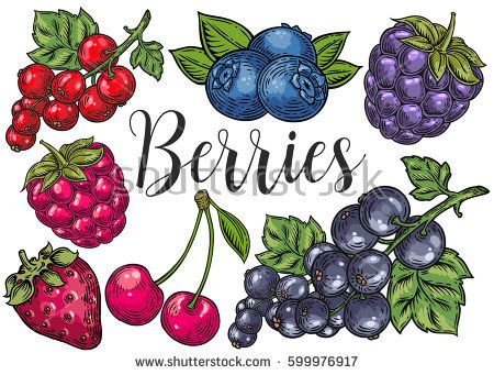 blueberries clipart sketch