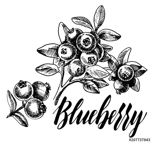 blueberries clipart sketch