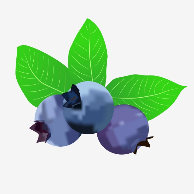 Blueberries clipart three. Blue blueberry fruit fresh