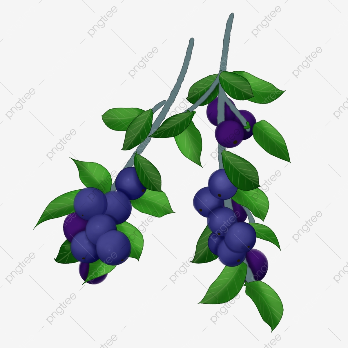 Hand drawn bunches of. Blueberry clipart two