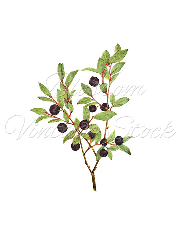 Image blueberries graphic for. Blueberry clipart vintage
