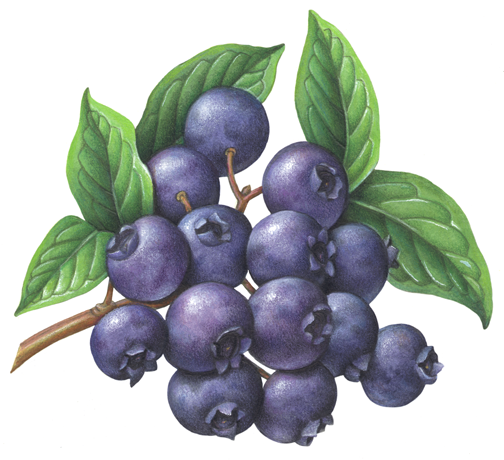Blueberry clipart vintage. Berries stock art illustrations