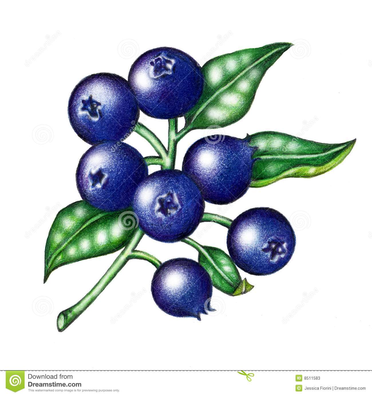 blueberry clipart vintage