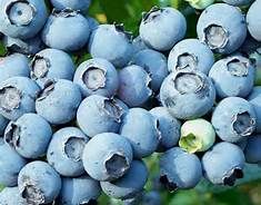 blueberries clipart wildberry