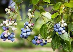 blueberries clipart wildberry