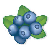 blueberry clipart