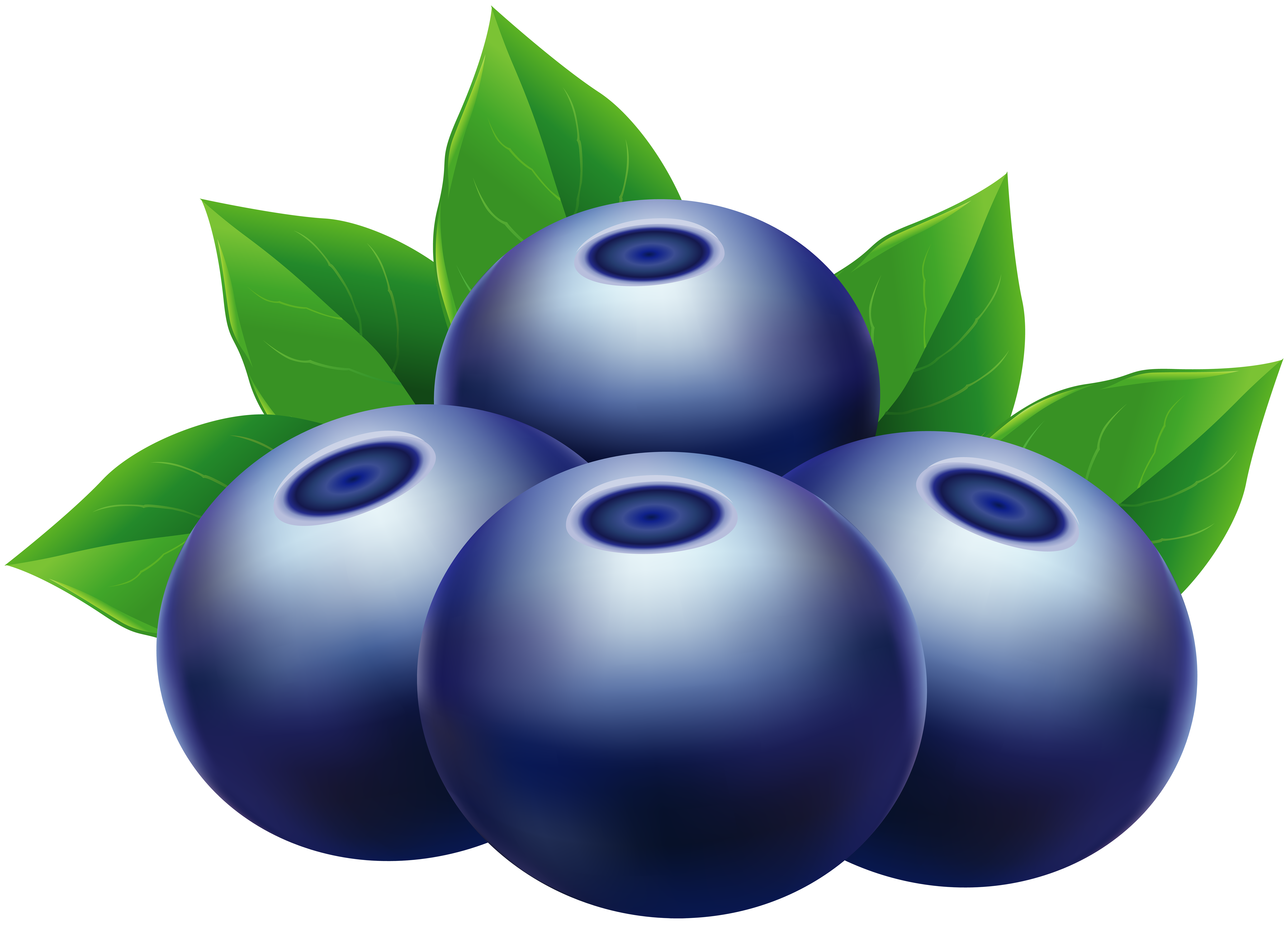 Blueberry clipart. Blueberries png clip art