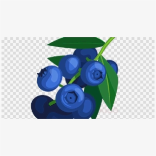 Blueberry clipart blueberry tree. Blueberries png transparent background