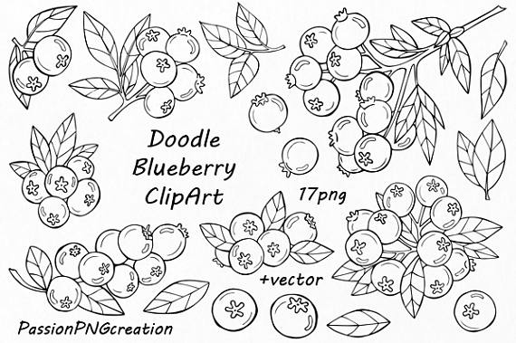Blueberry clipart branch. Doodle digital floral clip