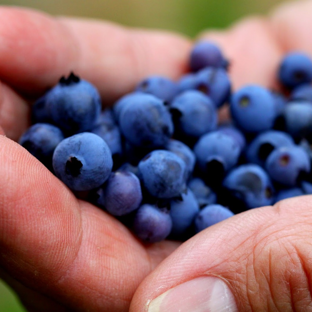 Blueberry clipart huckleberry. Food seenicrun blueberriesjpg