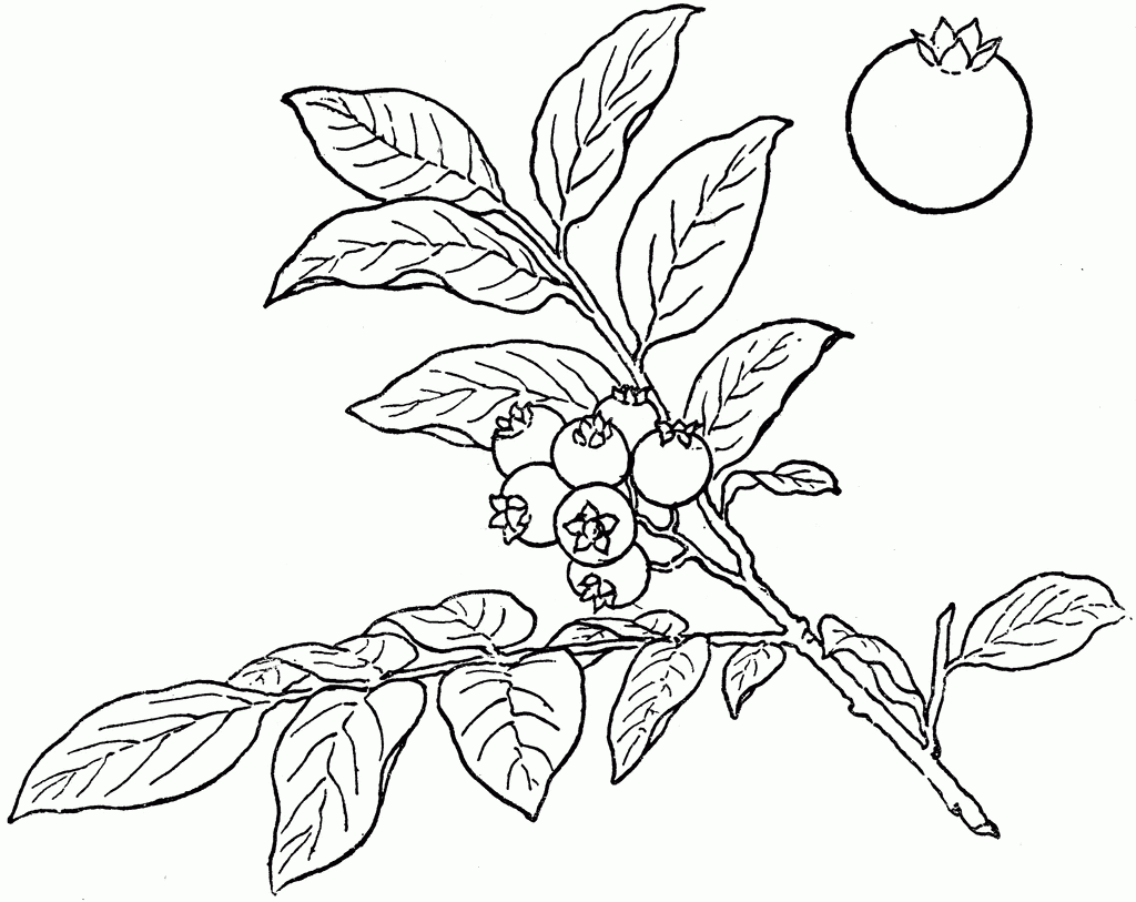 Drawing at getdrawings com. Blueberry clipart sketch